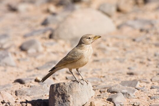 Desert Lark (Ammomanes deserti whitakeri), Libya, Sahara, North Africa, Africa