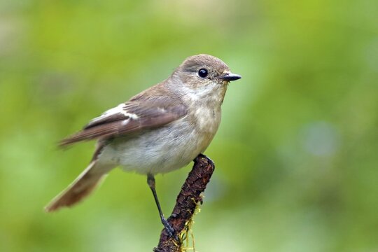 European Pied Flycatcher (Ficedula hypoleuca), Female sitting on a branch, Germany