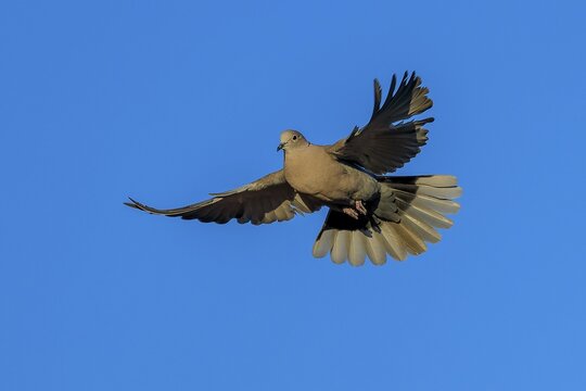 Pigeon flying with wings spread wide against blue sky, Eurasian collared dove (Streptopelia decaocto), wildlife, Germany