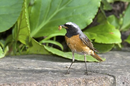 Common Redstart (Phoenicurus phoenicurus), Schwaz, Tyrol, Austria, Europe