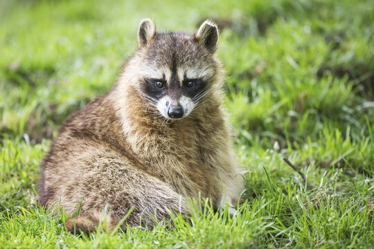 Raccoon (Procyon lotor), captive, Saarland, Germany