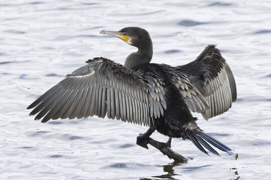 Great cormorant (Phalacrocorax carbo) adult bird on a stick out of the water drying its wings, England, United Kingdom
