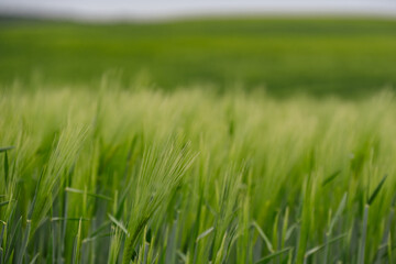 Fototapeta premium Lush green barley field waving in the wind under an overcast sky.