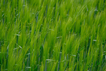 Obraz premium Lush green barley field waving in the wind under an overcast sky.