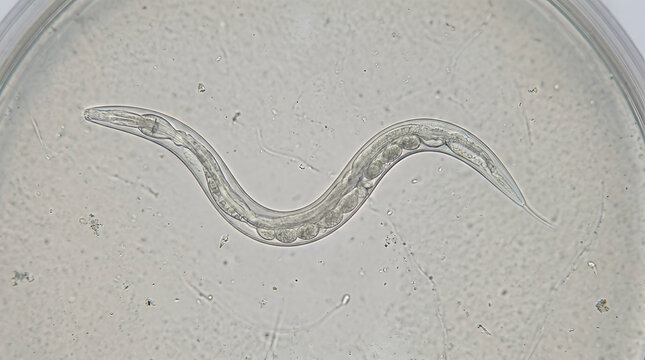 Nematode worm appears under a microscope lens as a scientific specimen isolated on a laboratory petri dish to study biological structures in detail.