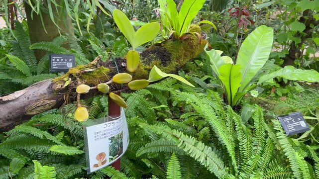 Vibrant ferns surround a mossy branch