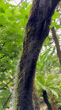 Moss-covered tree trunk stands tall in lush greenery