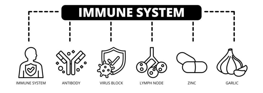 Immune System web banner icon vector illustration concept with icons of immune system, antibody, virus block, lymph node, zinc, and garlic.