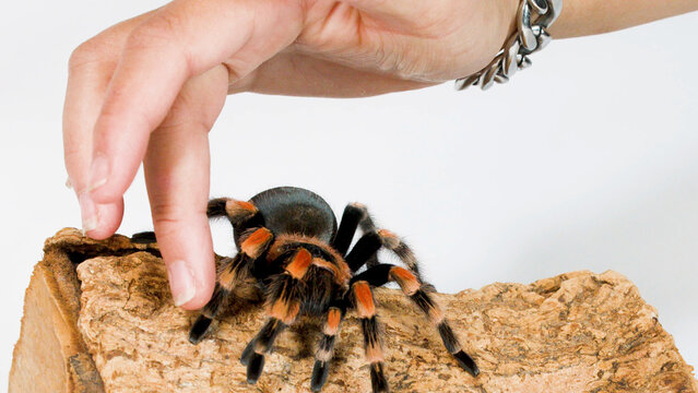 Human Hand Gently Touching a Mexican Redknee Tarantula on a Wooden Log