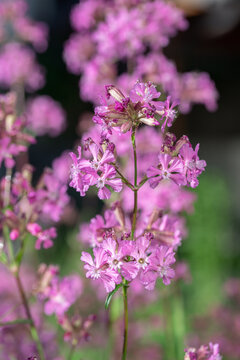 Sticky catchfly (Silene vulgaris) in bloom. Use for scientific publications.