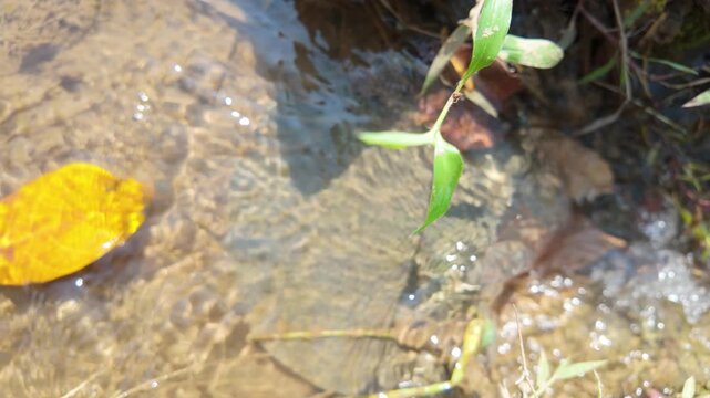 Clear water flowing gently over stones with green plant life and an orange leaf nearby, creating a serene ambiance in nature.