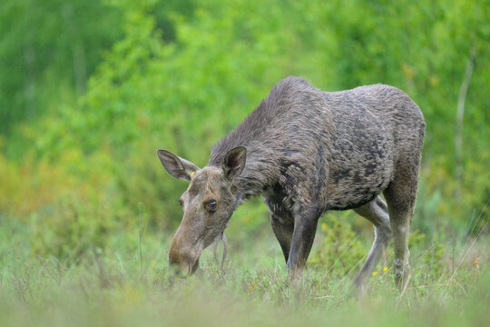 Moose in the spring forest scenery