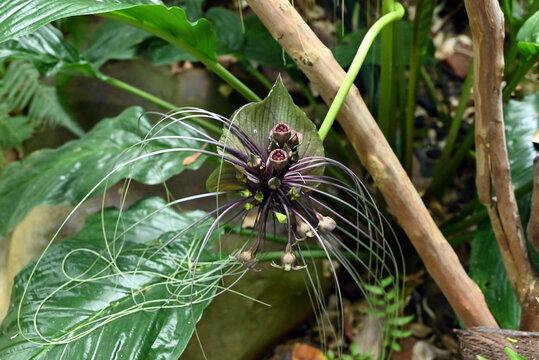 a black and purple Tacca chantrieri blossom like a bat in the garden
