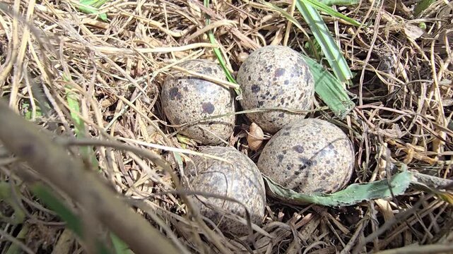 Natural Button Quail  nest with four speckled eggs, wild bird eggs in straw nest on the ground, rustic wildlife habitat in dry grass and hay