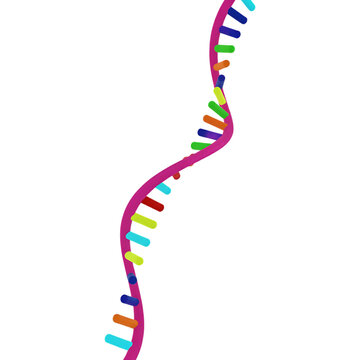 3D RNA Single Helix Structure Model Isolated Transparent