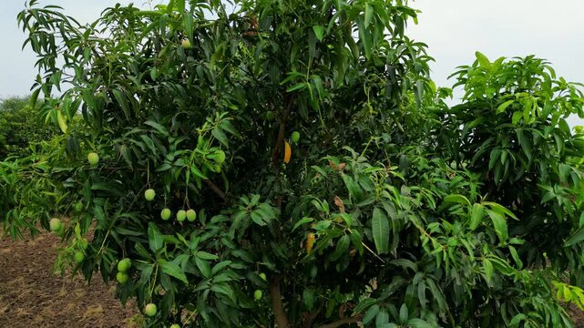 Hapus Mango Tree with Fresh Fruits