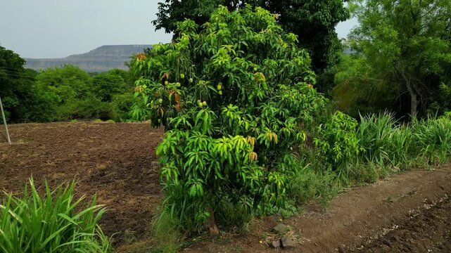 Drone Moving from Close-Up Mango to Wide Orchard View