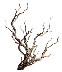 Fototapeta premium Dry Twisted Tree Branch