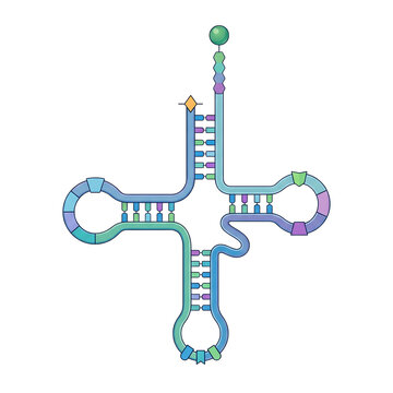Transfer RNA Clover Leaf Model Isolated Transparent Background