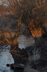 Fototapeta premium Sunset glow reflecting on crooked trees by the calm river in the serene countryside