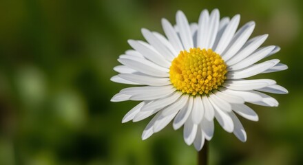 Fototapeta premium Detailed Macro View of a Blooming White Daisy with a Yellow Center Amidst Greenery