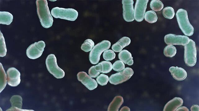 Malassezia furfur yeast cells, 3D animation showing slowly rotating lipid-dependent fungal cells, illustrating skin microflora associated with pityriasis versicolor.