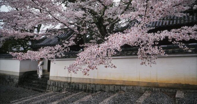 Tall cherry blossom trees behind ancient Japanese structure's wall - wide, steady cam forward