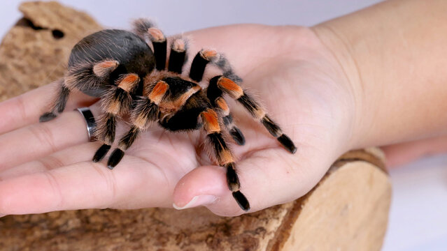 Mexican Redknee Tarantula Crawling Across an Open Human Palm