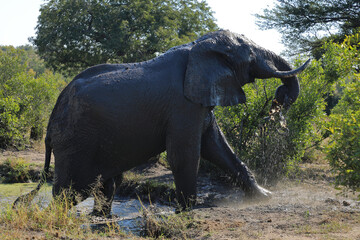 Obraz premium Afrikanischer Elefant im Schlamm / African elephant in the mud / Loxodonta africana