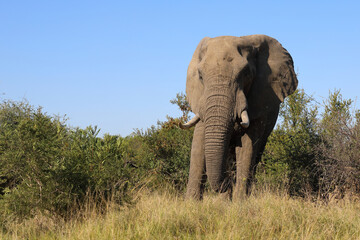 Fototapeta premium Afrikanischer Elefant / African elephant / Loxodonta africana