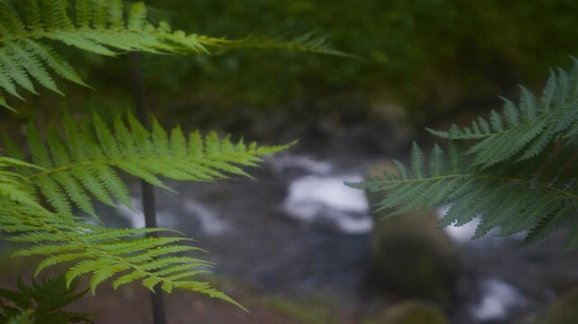 Lush green ferns sway gently near a flowing stream in a tropical forest, creating a serene and peaceful natural environment representing the beauty of Indonesian mountains