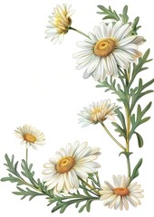 Fototapeta premium Daisy flowers illustration botanical artwork.