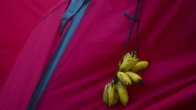 Ripe bananas hang inside a red camping tent, highlighting the simplicity of outdoor travel and provisions for a solitary adventure or basic backpacking trip
