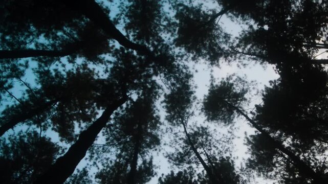 Sunlight filters through a dense canopy of pine trees in a mountainous forest on the island of Java, creating an ethereal atmosphere and showcasing the area's natural beauty