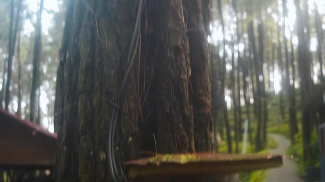 Electric box attached to a pine tree in a forest on the mountains of Java Island, highlighting rural electrification and infrastructure projects in natural environments