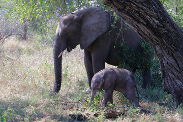Fototapeta premium Afrikanischer Elefant / African elephant / Loxodonta africana