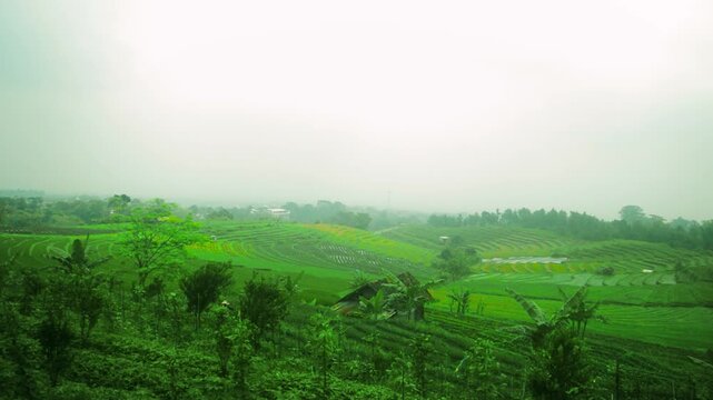 Mist over rolling green hills in the Java mountains