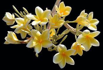 Fototapeta premium Yellow and White Frangipani Flowers on Black Background