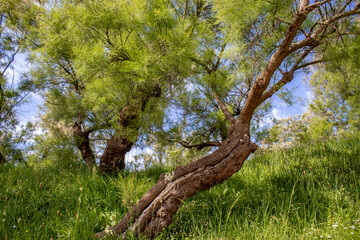 Fototapeta premium Low Angle View of Mediterranean Trees and Wild Grass in Sunny Woodland