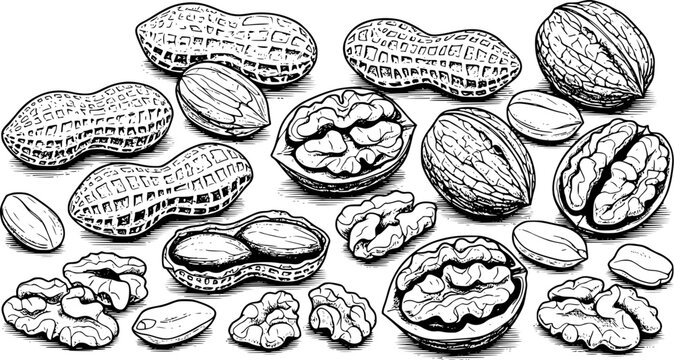 Black and white of assorted nuts, peanuts, and walnuts scattered white background