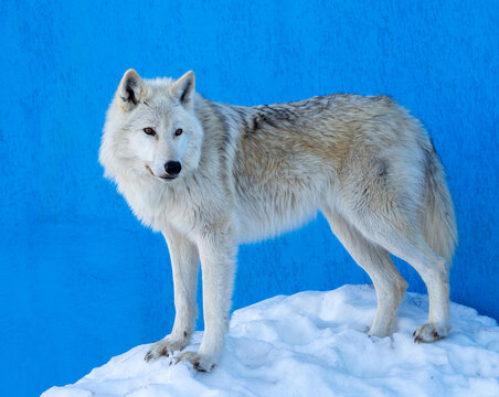 A beautiful polar wolf stands calmly in the snow against a blue wall. The Arctic wolf turned his head to the side and looked somewhere.