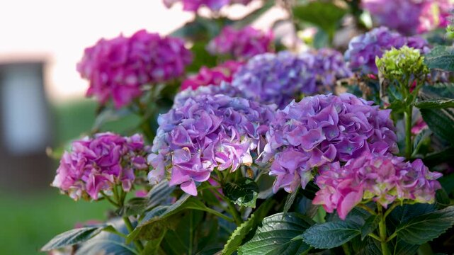Vibrant Purple and Pink Hydrangea Macrophylla Flowers in Garden