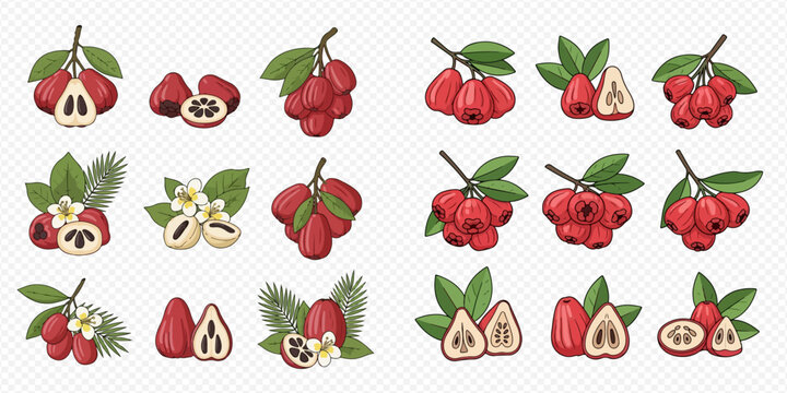Set of fresh rose apple, jambu air, and wax apple fruits with leaves and flowers, whole and cut, vector illustration.