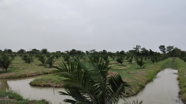A vast agricultural plantation of oil palm trees is arranged in neat rows alongside a wide water drainage ditch filled with calm water under a bright daytime sky.