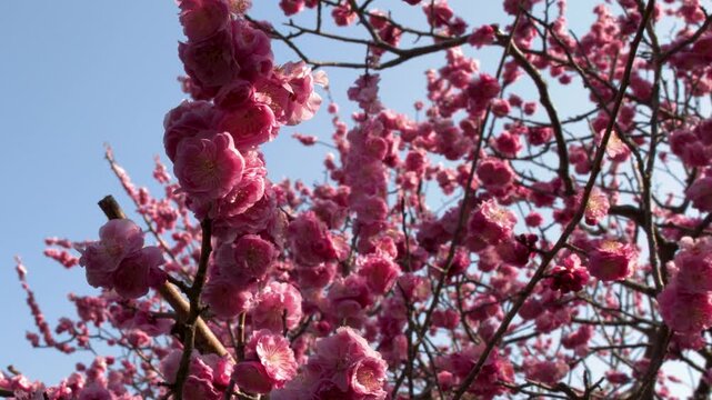 Pink Plum Blossoms Blooming on Tree Branches Against Blue Sky