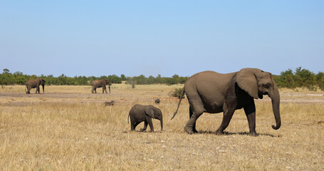Fototapeta premium Afrikanischer Elefant / African elephant / Loxodonta africana