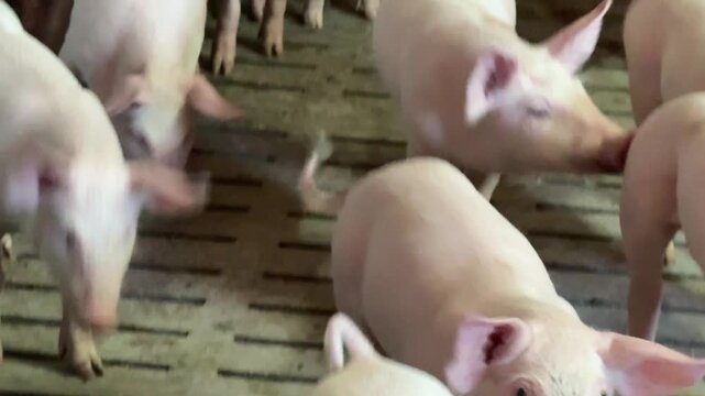 Pigs piggies in a farm.