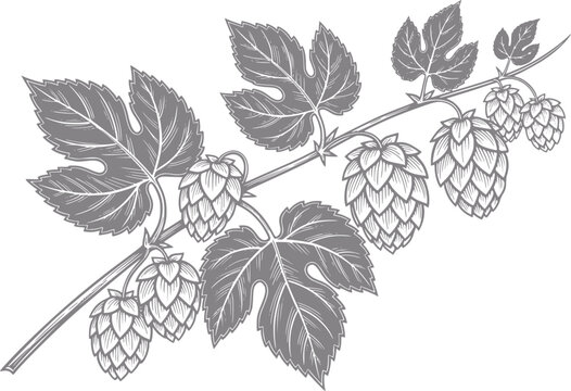 Vintage of a hop plant branch with cones and leaves