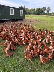 chicken on a farm © Jessika