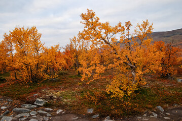Fototapeta premium Autumn colours in Abisko national park in north of Sweden.